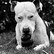 Django a rejoint le concours — aidez-le/la à gagner de superbes lots ! dog, black_and_white, grass, toy, animal, pet, outdoor, nature, canine, playing, lying_down, closeup, focused, ears, snout, paws, chewing, portrait, background_blur, monochrome