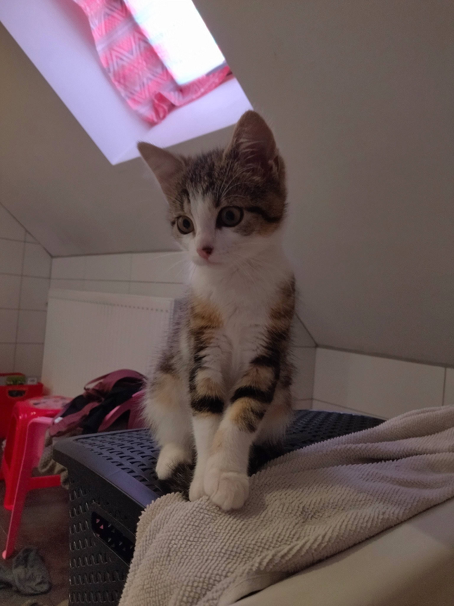 Croquette a rejoint le concours — aidez-le/la à gagner de superbes lots ! box, cardboard, carnivore, cat, cat_supply, comfort, domestic_short_haired_cat, fawn, felidae, fur, paw, pet_supply, small_to_medium_sized_cats, tail, whiskers