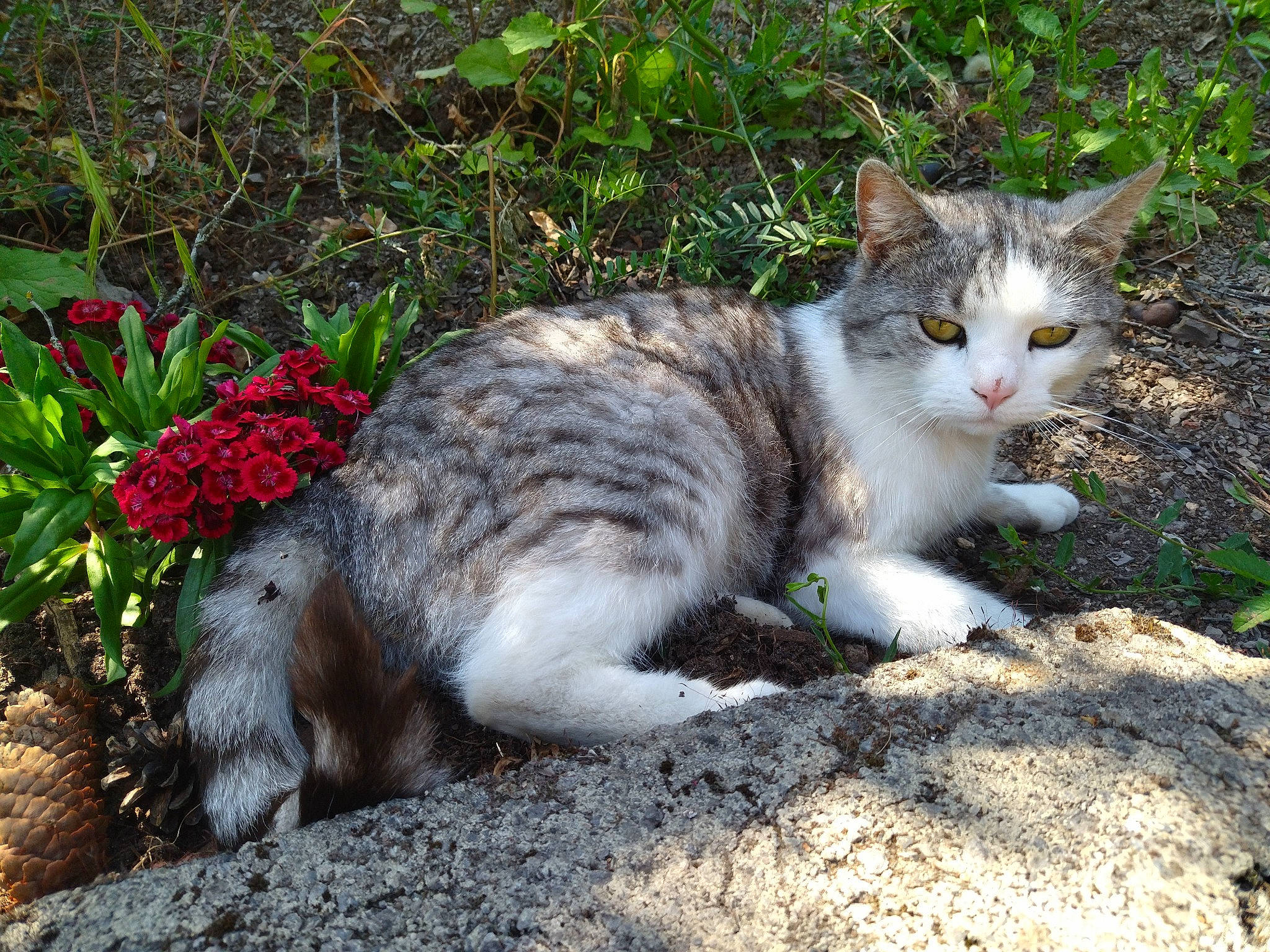 Rosie participe au concours pour gagner de l'argent avec cette photo : carnivore, cat, domestic_short_haired_cat, eye, fawn, felidae, flower, fur, grass, groundcover, herbaceous_plant, paw, plant, small_to_medium_sized_cats, snout, soil, tail, terrestrial_animal, whiskers, wildlife
