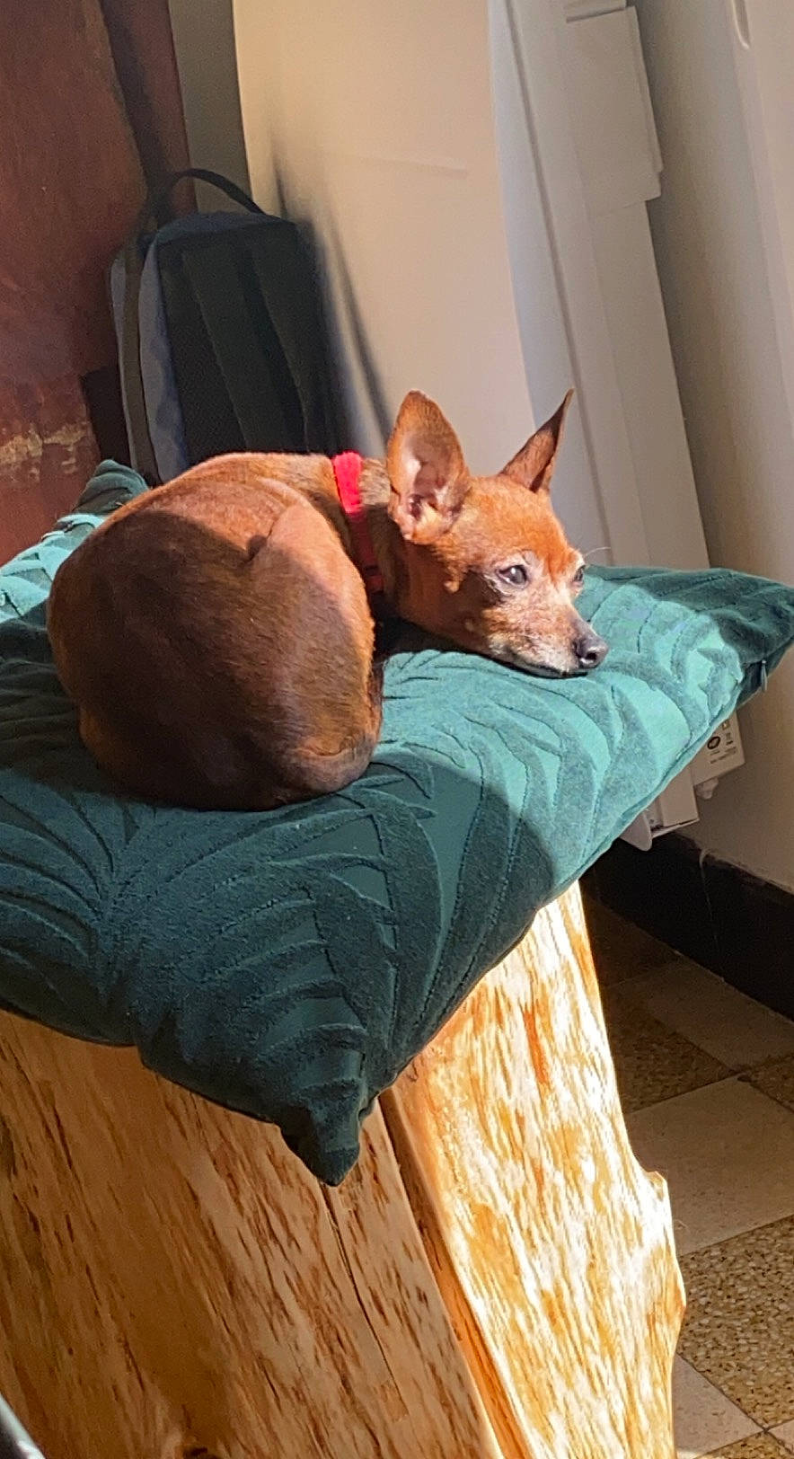 Hivanna a rejoint le concours — aidez-le/la à gagner de superbes lots ! brown, canidae, carnivore, comfort, companion_dog, dog, dog_breed, dog_supply, fawn, felidae, flooring, hardwood, linens, small_to_medium_sized_cats, snout, sporting_group, tail, whiskers, wood, wood_stain