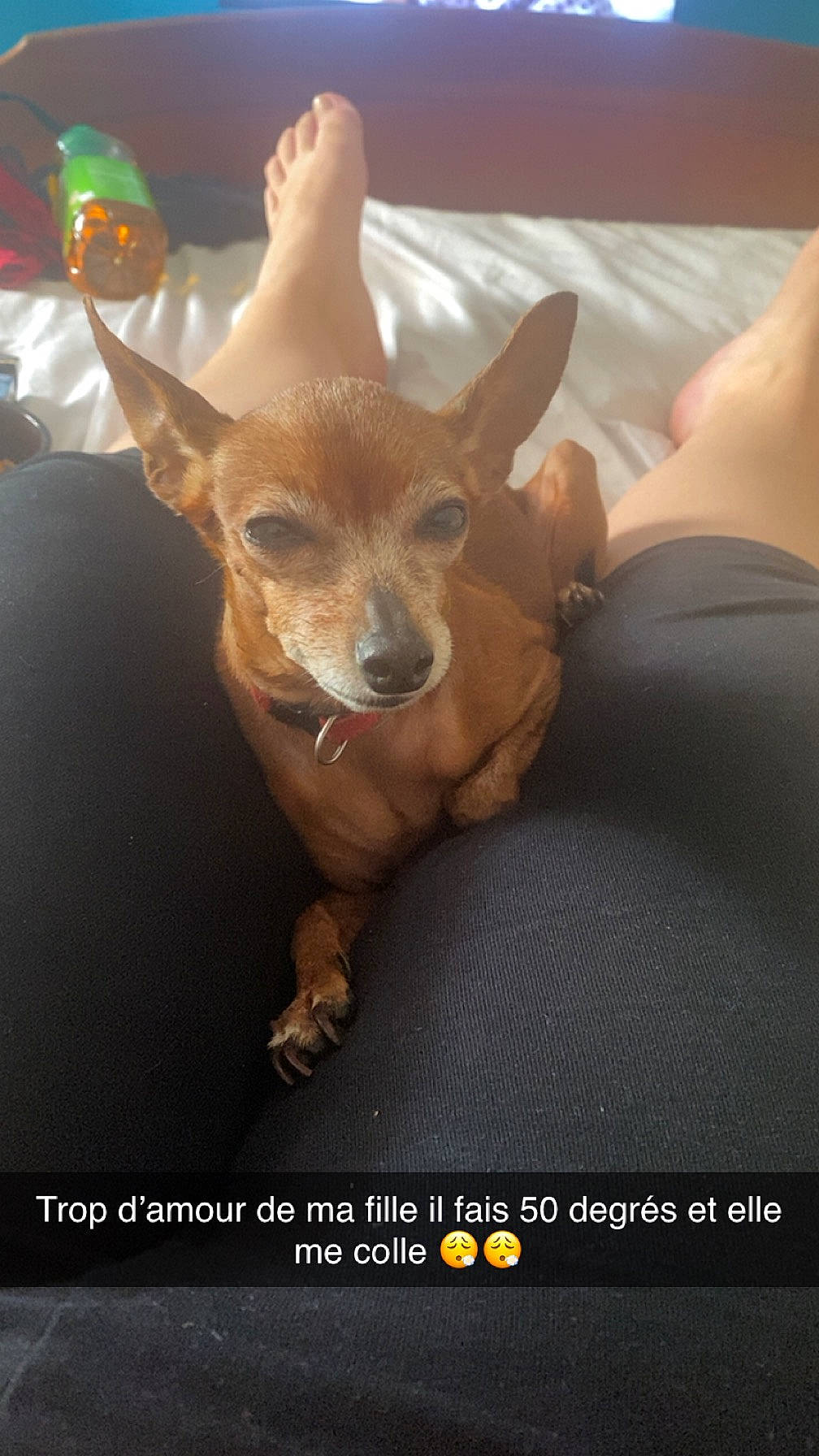 Hivanna participe au concours pour gagner de l'argent avec cette photo : canidae, carnivore, chihuahua, comfort, companion_dog, corgi_chihuahua, dog, dog_breed, dog_supply, ear, eye, fawn, fur, photo_caption, snout, sporting_group, tail, toy_dog, whiskers, working_animal