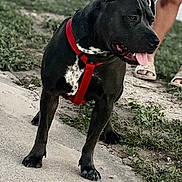 Ally joined the competition — help win amazing prizes! alert, animal, black_dog, canine, daytime, dog, grass, leash, legs, nature, outdoor, path, person, pet, red_harness, sand, sandals, tongue_out, walking, water