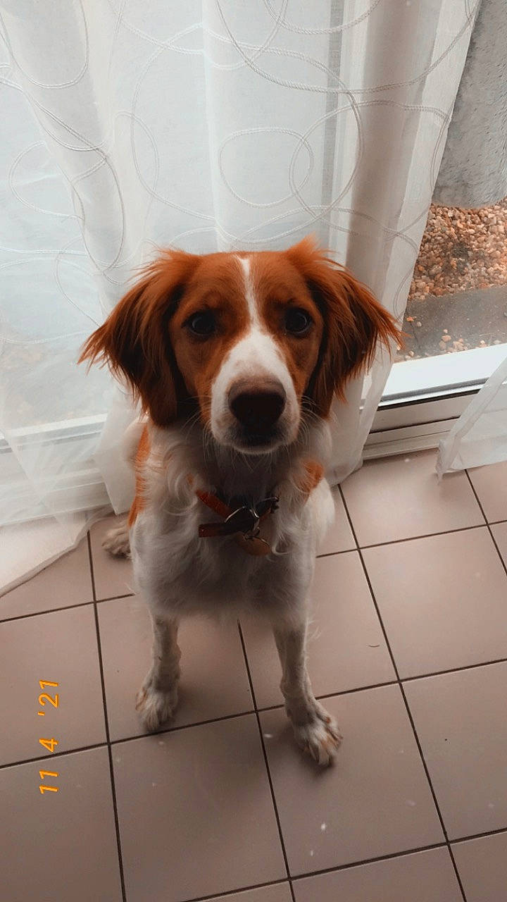 Playa a rejoint le concours — aidez-le/la à gagner de superbes lots ! brittany, canidae, carnivore, companion_dog, dog, dog_breed, drawer, fawn, flooring, fur, hunting_dog, liver, snout, spaniel, sporting_group, terrestrial_animal, toy_dog, whiskers, window