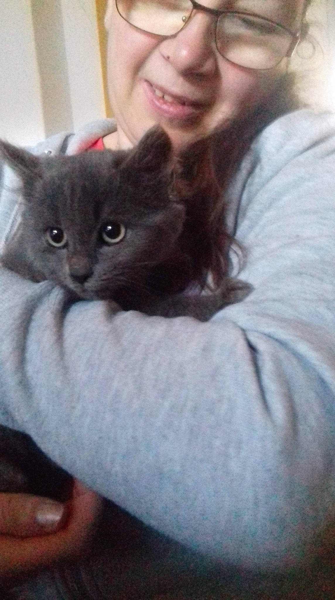 Speedy a rejoint le concours — aidez-le/la à gagner de superbes lots ! british_shorthair, carnivoran, cat, cat_like_mammal, chartreux, domestic_short_haired_cat, eye, fur, kitten, korat, nebelung, person, small_to_medium_sized_cats, snout, whiskers