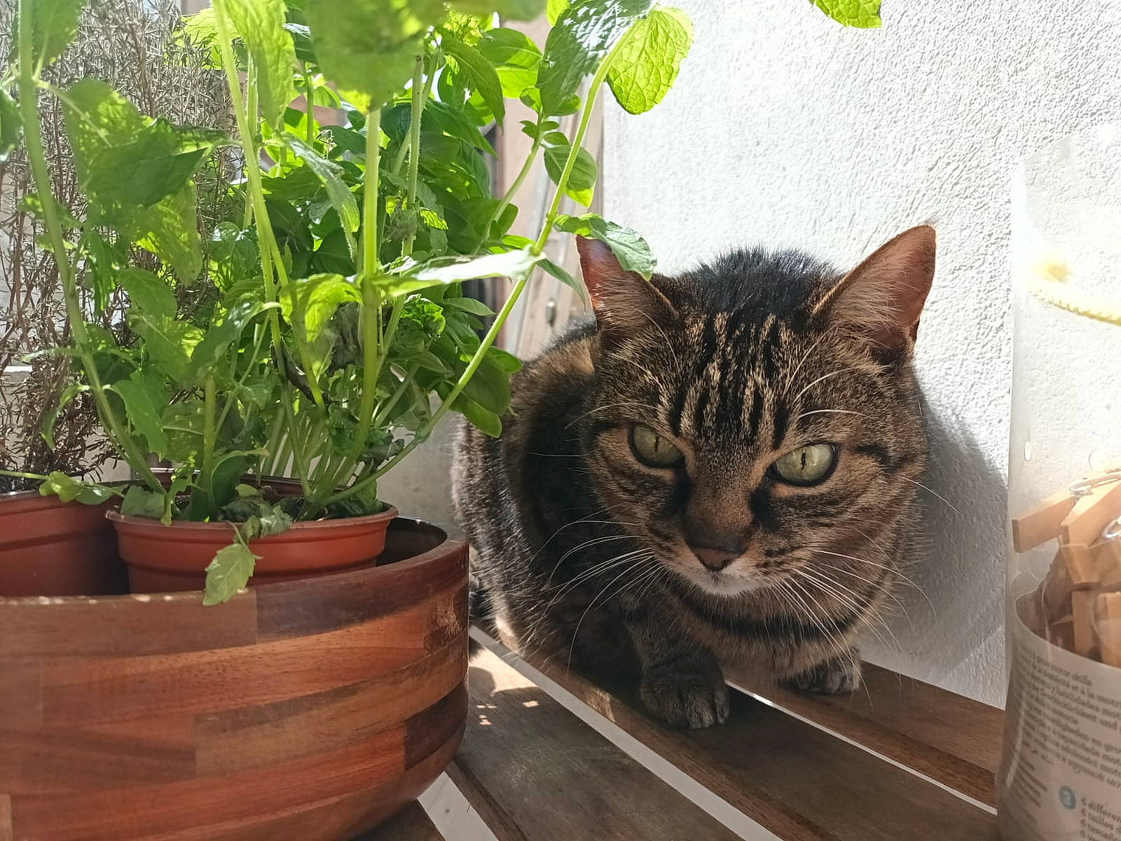 Thetis participe au concours pour gagner de l'argent avec cette photo : annual_plant, carnivore, cat, domestic_short_haired_cat, felidae, flowering_plant, flowerpot, fur, grass, hardwood, herb, herbaceous_plant, houseplant, leaf, pet_supply, plant, small_to_medium_sized_cats, whiskers, window, wood