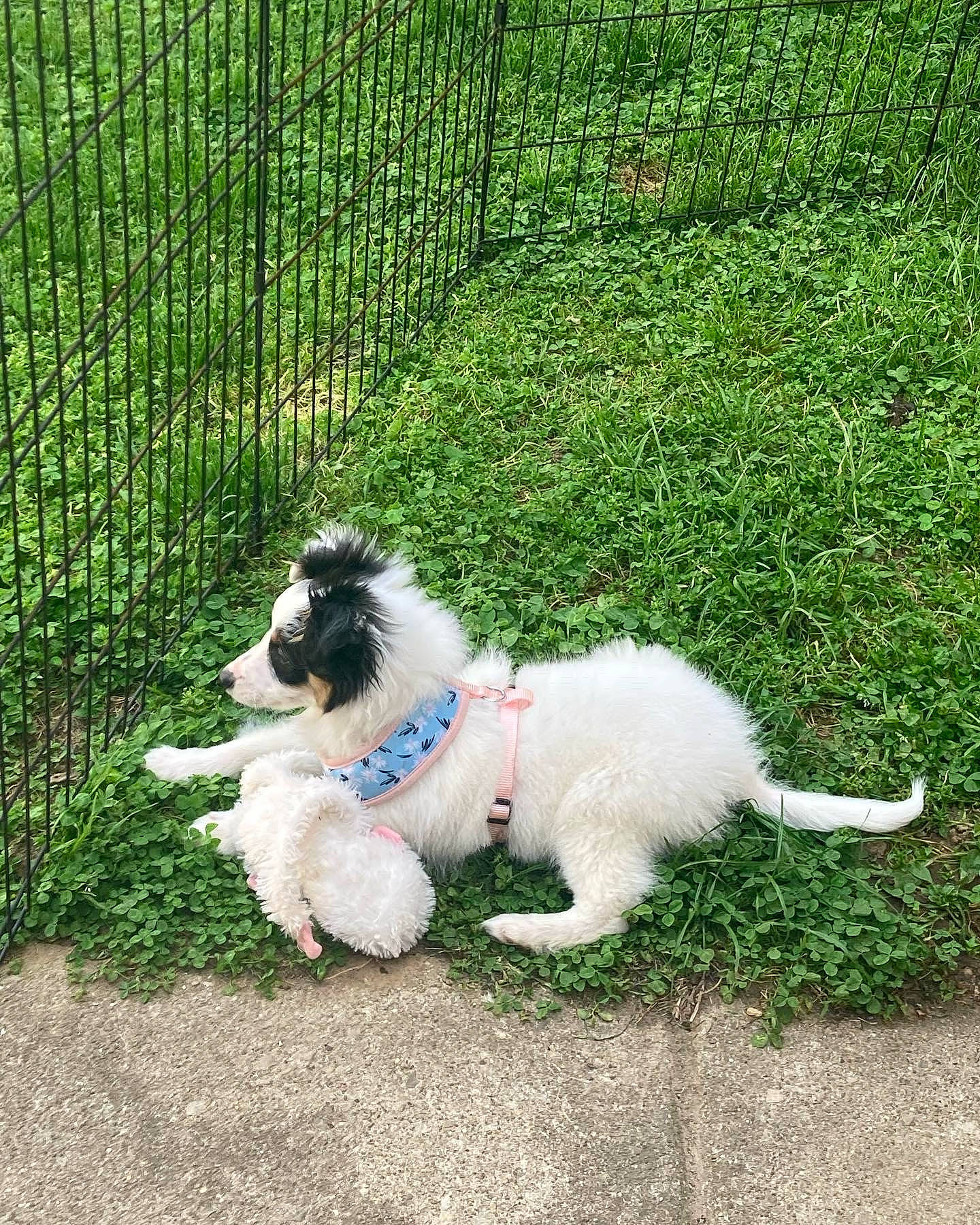 Arlo joined the competition — help win amazing prizes! carnivore, collar, companion_dog, dog, dog_breed, dog_collar, dog_supply, fence, fur, garden, grass, home_fencing, lawn, mesh, plant, sporting_group, tail, terrier, toy_dog, yard