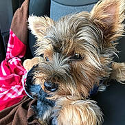 Oscar participe au concours pour gagner de l'argent avec cette photo : animal, black, blanket, brown, car_seat, cozy, cute, dog, ears, fur, indoor, paw, pet, pink_cap, relaxed, seat, small_dog, snout, travel, water_bottle