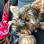 animal, black, blanket, brown, car_seat, cozy, cute, dog, ears, fur, indoor, paw, pet, pink_cap, relaxed, seat, small_dog, snout, travel, water_bottle