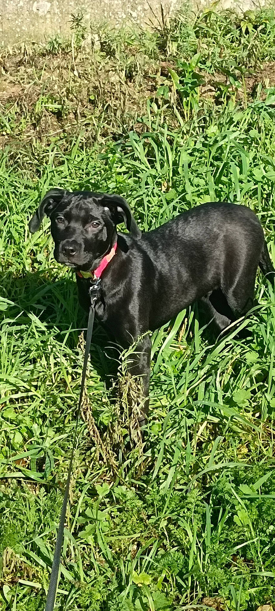 Bob a rejoint le concours — aidez-le/la à gagner de superbes lots ! borador, canidae, carnivore, collar, companion_dog, dog, dog_breed, dog_collar, fawn, grass, groundcover, gun_dog, liver, pet_supply, plant, snout, sporting_group, tail, terrestrial_animal, working_animal