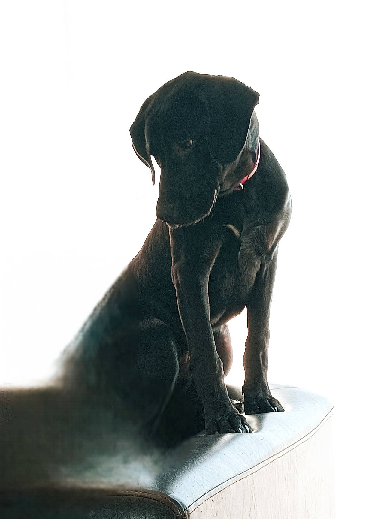 Bob a rejoint le concours — aidez-le/la à gagner de superbes lots ! borador, canidae, carnivore, collar, companion_dog, dog, dog_breed, dog_collar, fur, gun_dog, hunting_dog, liver, pet_supply, snout, sporting_group, terrestrial_animal, whiskers, working_animal