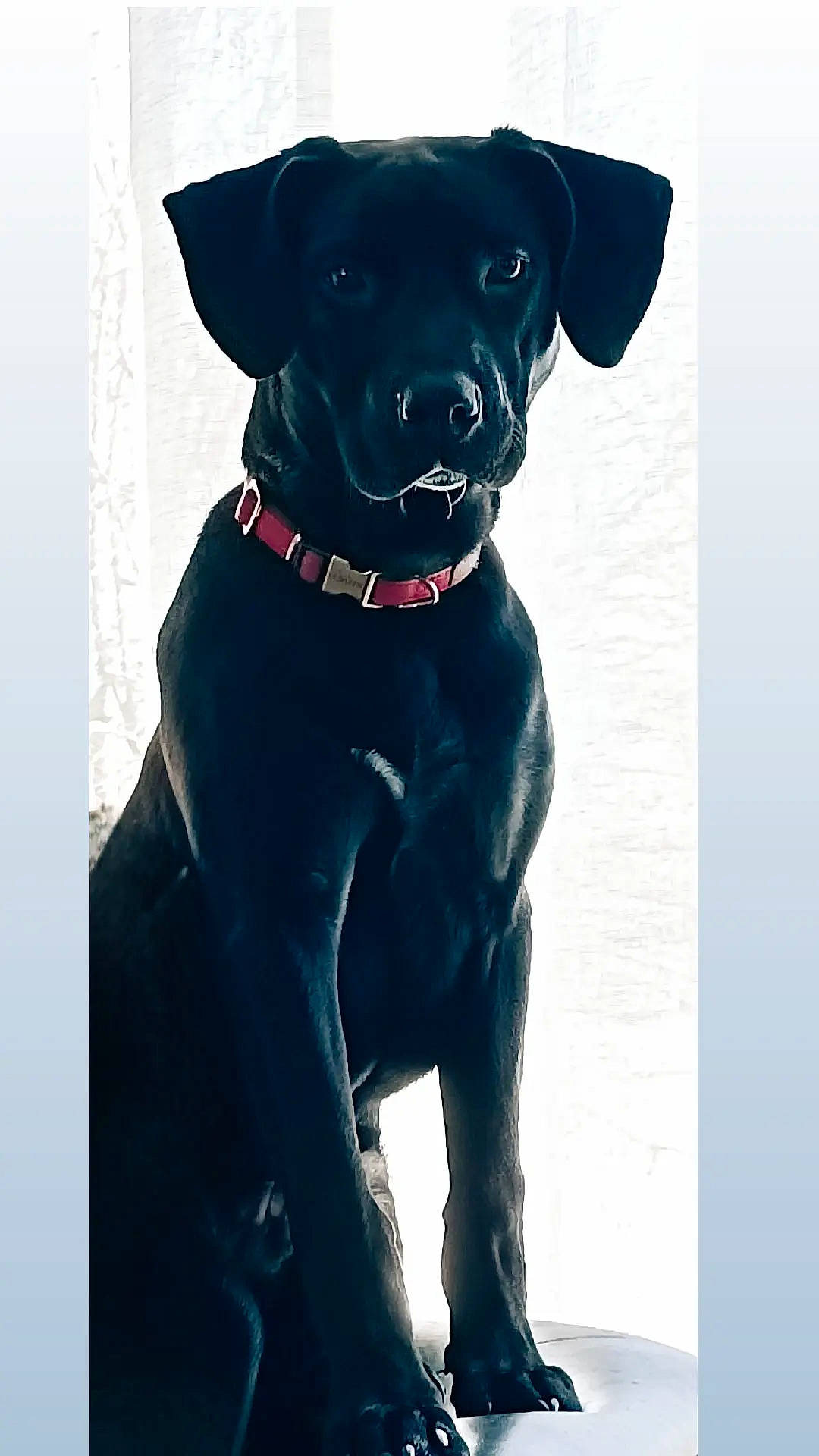 Bob a rejoint le concours — aidez-le/la à gagner de superbes lots ! borador, canidae, carnivore, collar, companion_dog, dog, dog_breed, dog_collar, dog_supply, electric_blue, fashion_accessory, fur, gun_dog, hunting_dog, liver, personal_protective_equipment, pet_supply, sleeve, whiskers, working_animal