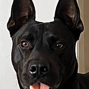Blaze joined the competition — help win amazing prizes! alert, animal, black_dog, black_fur, canine, close_up, companion, cute, dog, domestic_animal, ears, friendly, funny_expression, fur, indoor, looking_at_camera, muzzle, pet, portrait, tongue_out