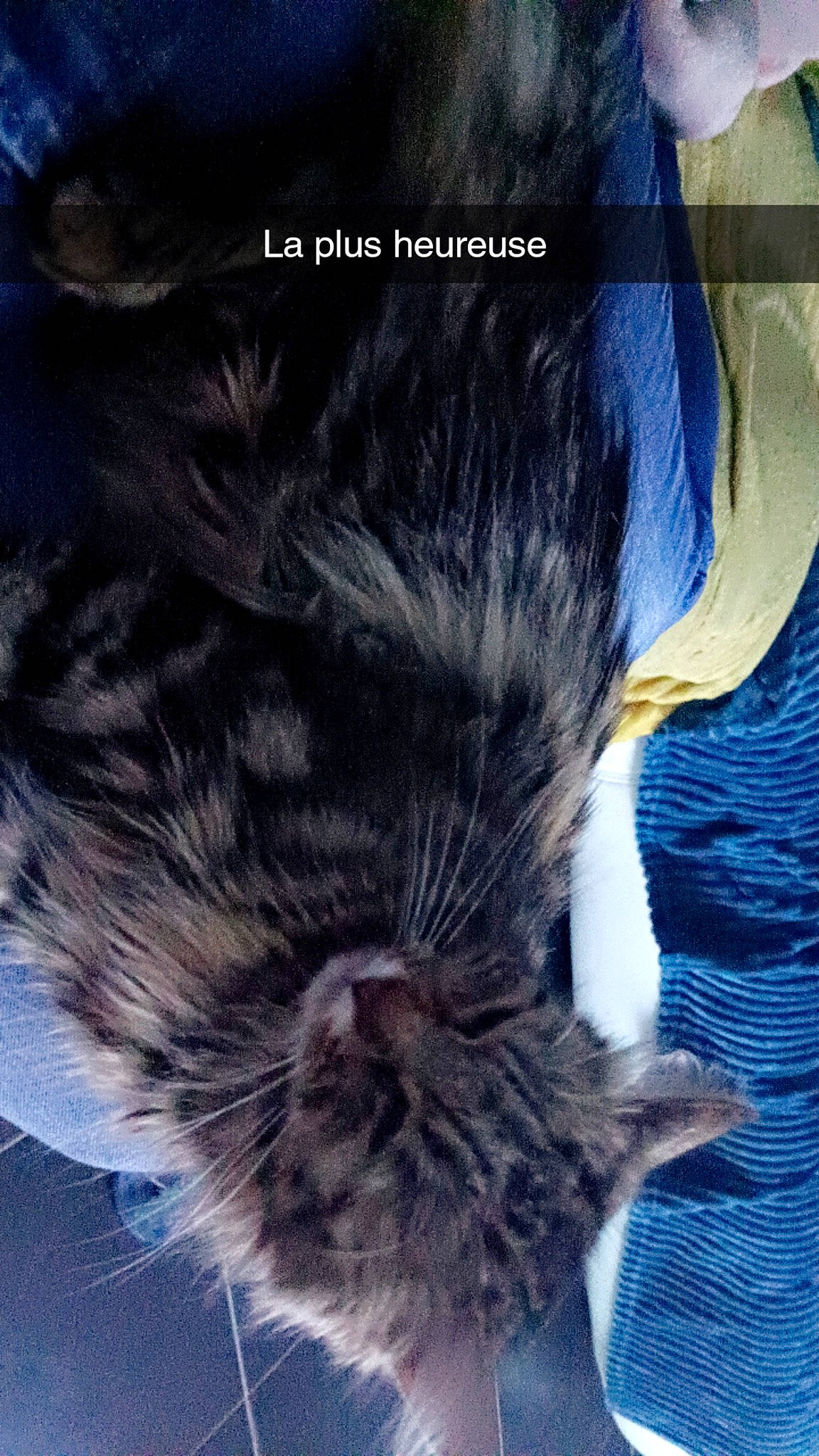 Risette a rejoint le concours — aidez-le/la à gagner de superbes lots ! black_cat, carnivore, cat, claw, cloud, domestic_short_haired_cat, electric_blue, felidae, font, fur, nap, paw, photo_caption, sky, sleep, small_to_medium_sized_cats, snout, tail, whiskers, wildlife