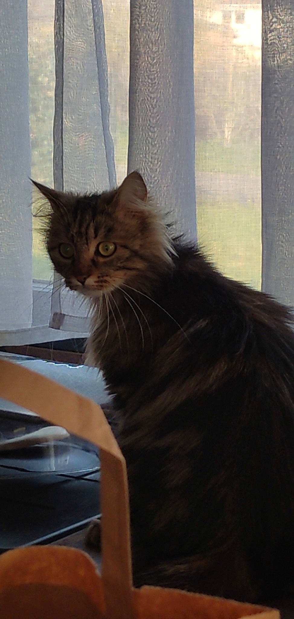 Risette participe au concours pour gagner de l'argent avec cette photo : black_cat, carnivore, cat, claw, domestic_short_haired_cat, fawn, felidae, fur, glass, hardwood, houseplant, plant, small_to_medium_sized_cats, snout, tail, terrestrial_animal, tints_and_shades, whiskers, window, wood