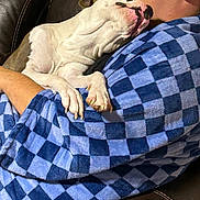 Brownie Cakes joined the competition — help win amazing prizes! animal, blue_checkered, casual, comfort, couch, cozy, dog, friendship, hug, human, indoor, leather, person, pet, portrait, relaxation, robe, sleepy, snuggle, warmth