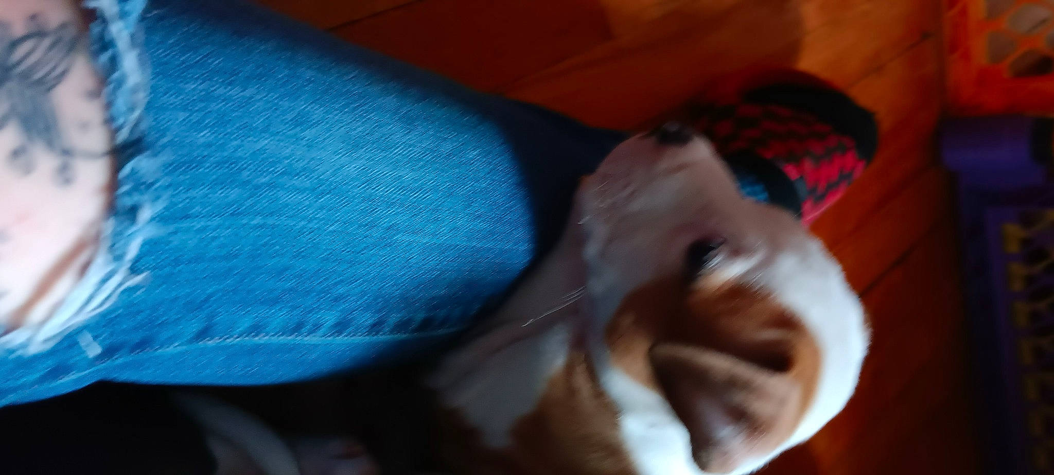 Lambie joined the competition — help win amazing prizes! carnivore, comfort, companion_dog, dog_breed, electric_blue, fawn, felidae, finger, fur, human_leg, lap, nail, small_to_medium_sized_cats, sporting_group, tail, textile, thigh, thumb, whiskers, wool