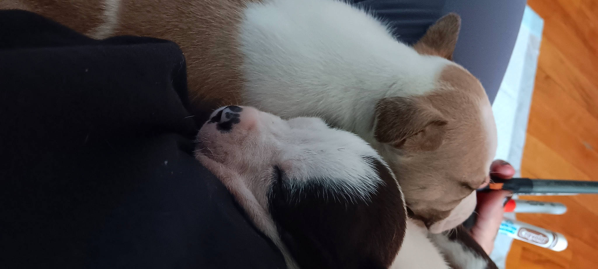 Skyy joined the competition — help win amazing prizes! canidae, carnivore, comfort, companion_dog, dog, dog_breed, ear, fawn, fur, nap, non_sporting_group, paw, sleep, snout, sporting_group, terrestrial_animal, vertebrate, whiskers, working_animal