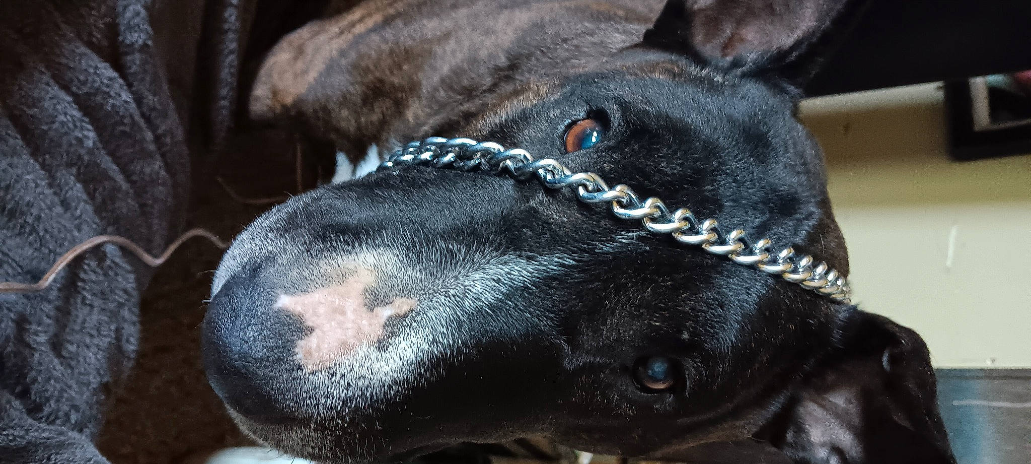 Lulu is registered to the contest to win money with this photo: canidae, carnivore, close_up, collar, companion_dog, dog, dog_breed, dog_collar, ear, fawn, fur, liver, pack_animal, pet_supply, snout, sporting_group, tail, terrestrial_animal, whiskers, working_animal