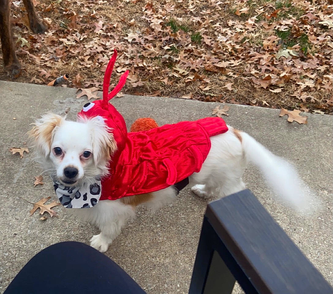 Petunia is registered to the contest to win money with this photo: canidae, carnivore, collar, companion_dog, dog, dog_breed, dog_clothes, dog_collar, dog_supply, eyewear, fashion_accessory, fawn, fur, leash, pet_supply, sporting_group, sunglasses, tail, toy_dog, working_animal