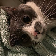 Gandalf is registered to the contest to win money with this photo: animal, blanket, cat, close_up, cozy, curious, cute, face, fur, gray_cat, indoor, mammal, pet, portrait, relaxed, resting, sleepy, soft_texture, whiskers, white_cat
