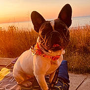 Leah joined the competition — help win amazing prizes! animal, blanket, collar, cute, dog, french_bulldog, golden_hour, grass, happy, leash, nature, outdoor, pet, portrait, scenic, sidewalk, sitting, sunset, warm_light, water