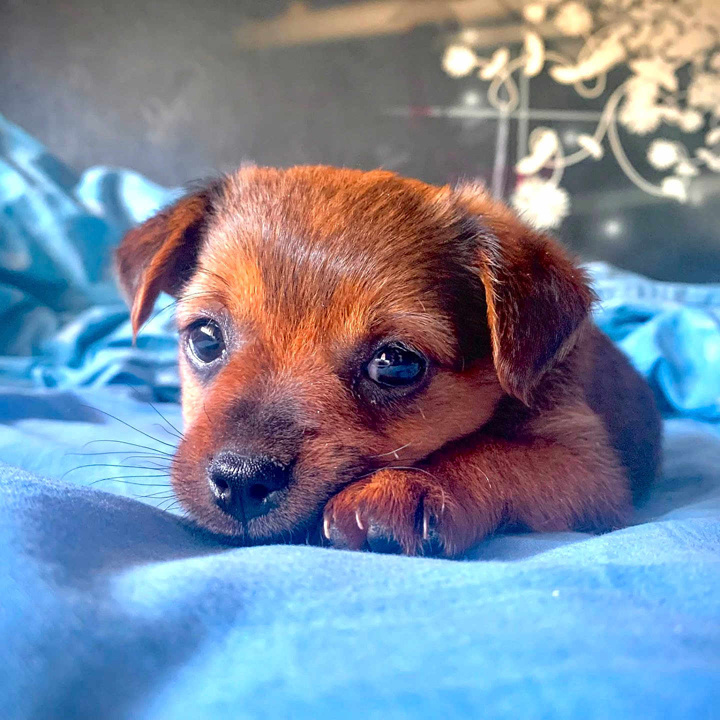 Jody participe au concours pour gagner de l'argent avec cette photo : puppy, dog, cute, brown_fur, bed, blanket, blue, close_up, pet, young, animal, indoor, resting, soft_light, portrait, adorable, small, fur, whiskers, sleepy