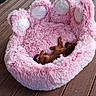 Jody a rejoint le concours — aidez-le/la à gagner de superbes lots ! puppy, dog, sleeping, bed, pink, fluffy, paw_shaped_bed, wooden_floor, cute, cozy, pet, animal, resting, small_dog, indoor, soft, fur, relaxation, domestic_animal, comfort