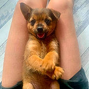 Jody a rejoint le concours — aidez-le/la à gagner de superbes lots ! puppy, dog, pet, animal, cute, smiling, fur, legs, skin, floor, person, lap, small, indoor, happy, tongue, sitting, brown, black, short_hair
