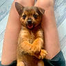 puppy, dog, pet, animal, cute, smiling, fur, legs, skin, floor, person, lap, small, indoor, happy, tongue, sitting, brown, black, short_hair