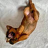 Jody a rejoint le concours — aidez-le/la à gagner de superbes lots ! puppy, dog, playing, lying_down, mouth_open, teeth, paws, fur, cute, pet, animal, blanket, light_background, young_dog, happy, soft_texture, small_dog, indoor, resting, playful