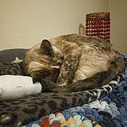 Gypsy joined the competition — help win amazing prizes! animal, blanket, cat, cozy, curled_up, decor, feline, fur, home, indoor, lamp, nap, patterned_blanket, paw, quiet, relaxation, resting, sleeping, tail, textured_blanket