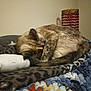 animal, blanket, cat, cozy, curled_up, decor, feline, fur, home, indoor, lamp, nap, patterned_blanket, paw, quiet, relaxation, resting, sleeping, tail, textured_blanket
