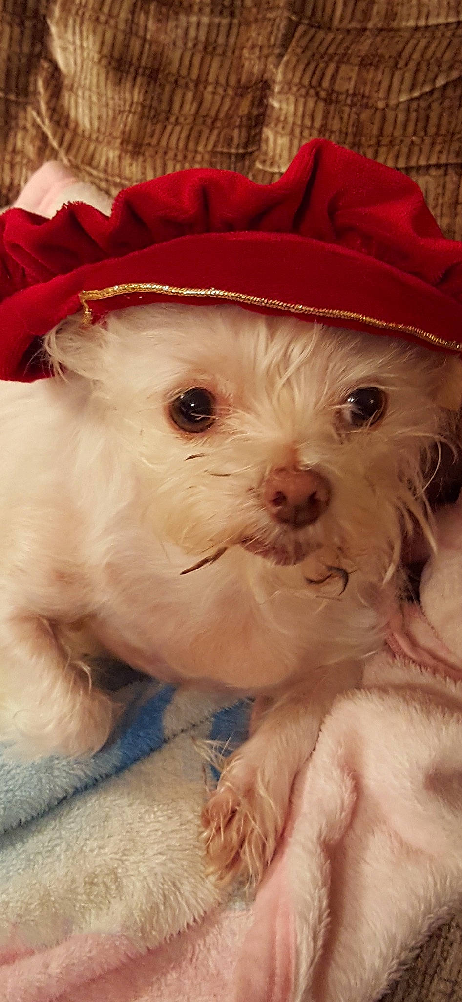 Spooky is registered to the contest to win money with this photo: canidae, carnivore, companion_dog, dog, dog_breed, dog_clothes, dog_supply, fawn, fur, hat, maltepoo, puppy_love, shih_poo, small_terrier, snout, sporting_group, terrier, toy_dog, whiskers, working_animal