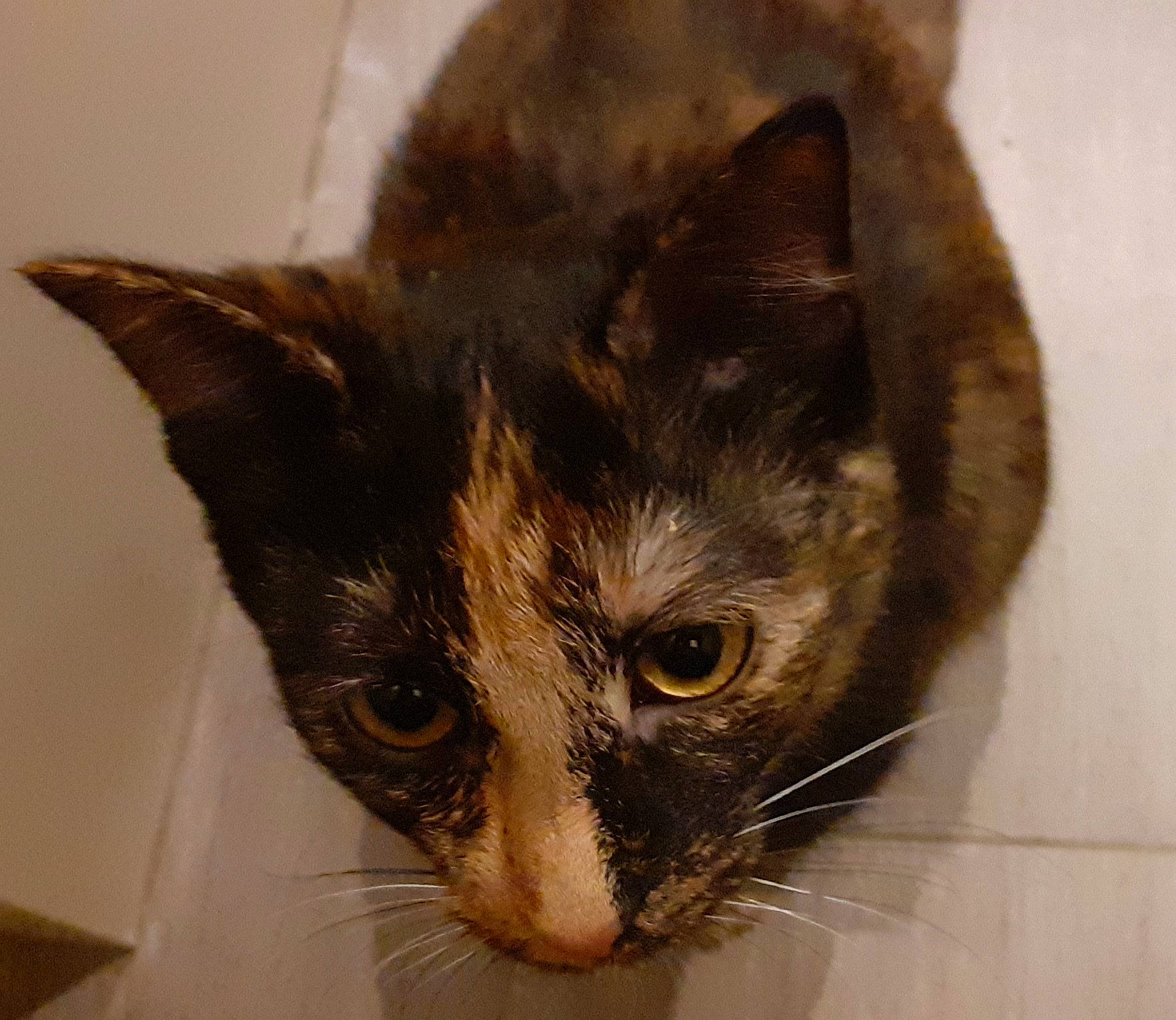 Zebra a rejoint le concours — aidez-le/la à gagner de superbes lots ! carnivore, cat, domestic_short_haired_cat, ear, felidae, fur, iris, small_to_medium_sized_cats, snout, whiskers, window