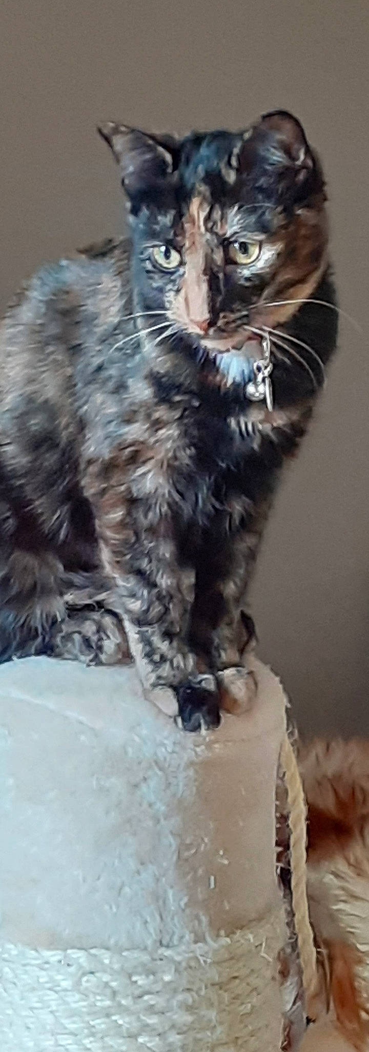 Zebra participe au concours pour gagner de l'argent avec cette photo : carnivore, cat, claw, domestic_short_haired_cat, felidae, fur, paw, small_to_medium_sized_cats, snout, tail, terrestrial_animal, whiskers, wildlife, window