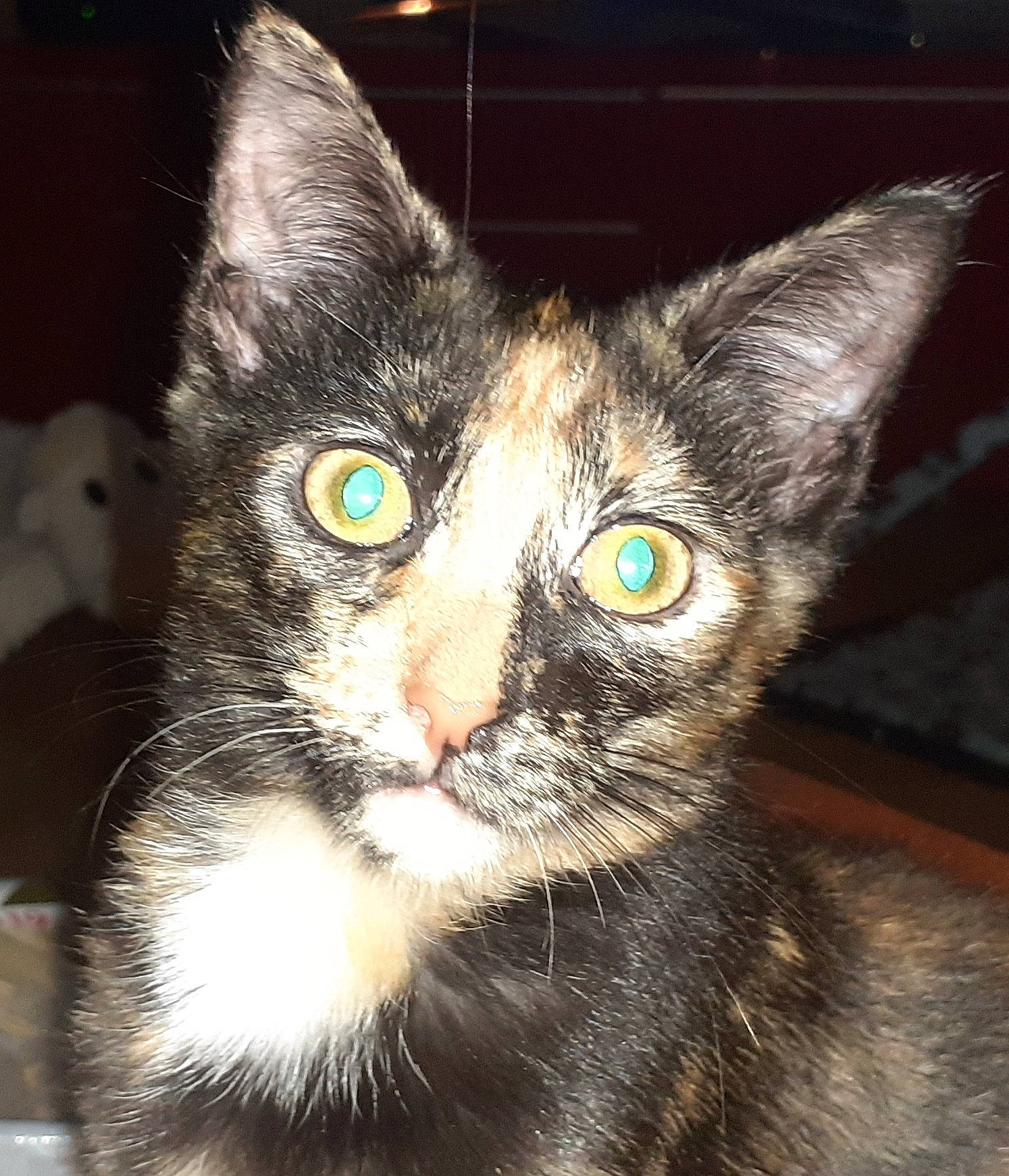 Zebra a rejoint le concours — aidez-le/la à gagner de superbes lots ! art, black_cat, box, carnivore, cat, darkness, domestic_short_haired_cat, felidae, fur, iris, paw, photo_caption, small_to_medium_sized_cats, snout, tail, terrestrial_animal, whiskers, wildlife