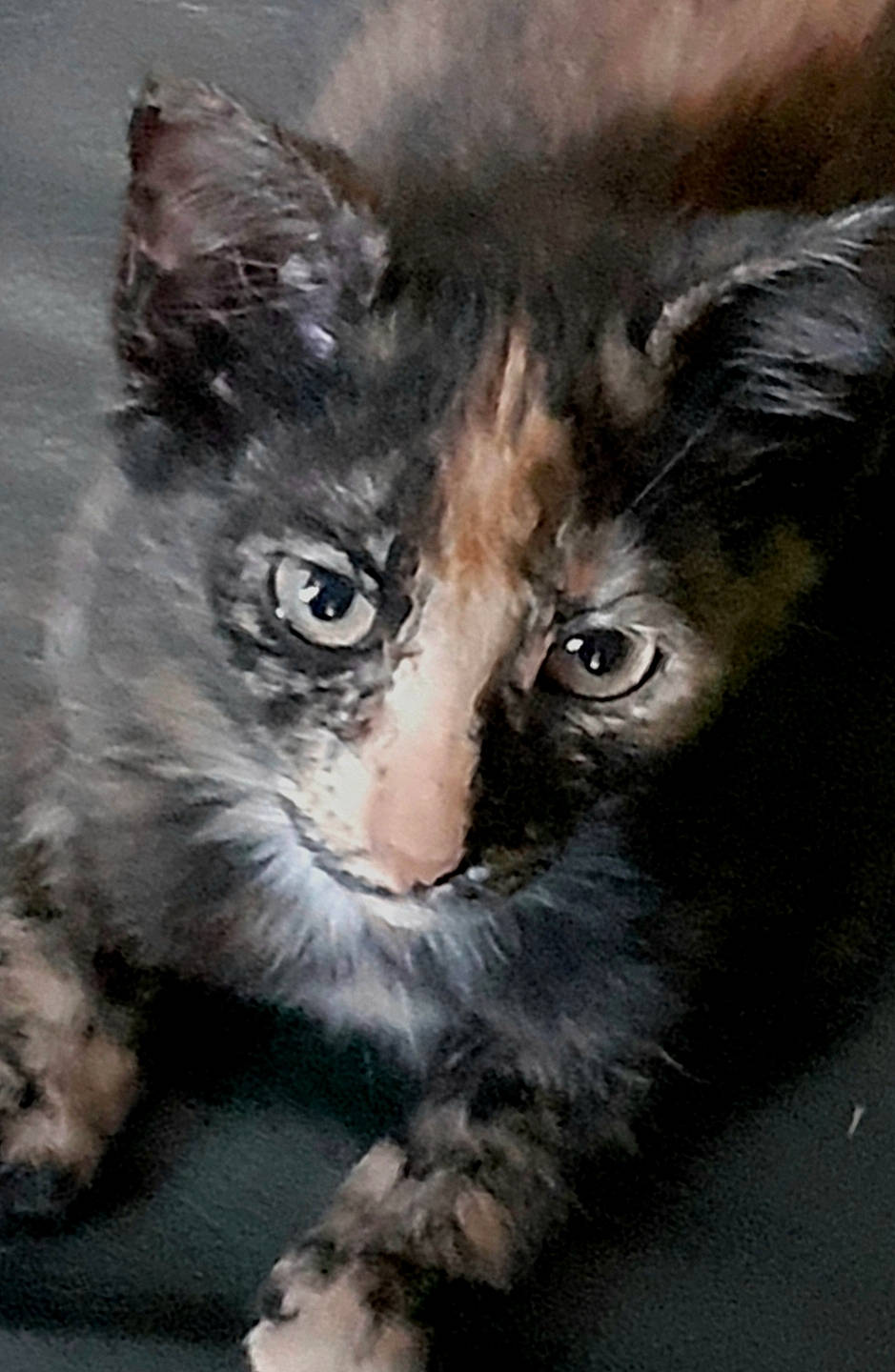 Zebra a rejoint le concours — aidez-le/la à gagner de superbes lots ! art, art_paint, black_cat, carnivore, cat, claw, domestic_short_haired_cat, drawing, felidae, fur, illustration, iris, painting, small_to_medium_sized_cats, snout, tail, terrestrial_animal, visual_arts, whiskers, window