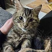 Lucky participe au concours pour gagner de l'argent avec cette photo : cat, kitten, tabby, pet, animal, feline, fur, whiskers, paw, hand, blanket, indoor, cozy, home, table, floor, curious, cute, domestic, relaxed