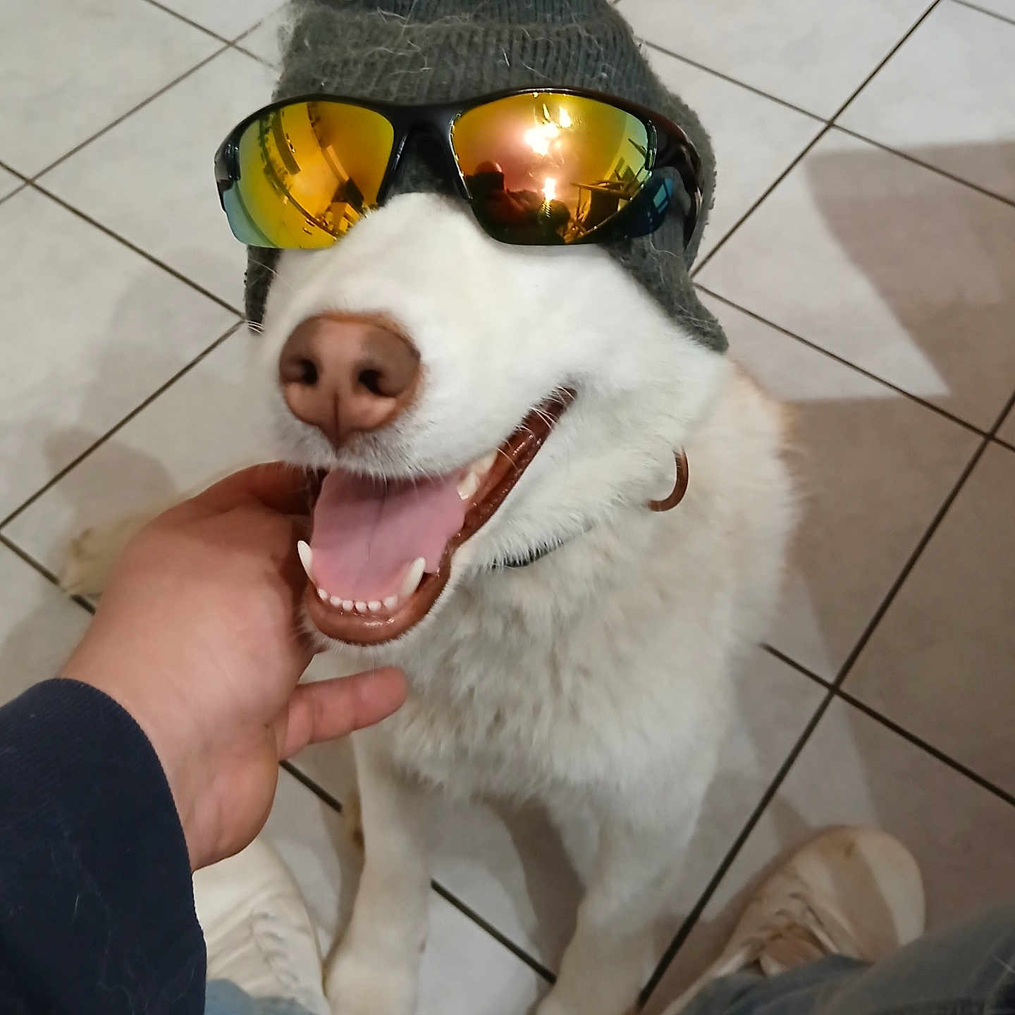 Alaska participe au concours pour gagner de l'argent avec cette photo : accessories, adult, animal, canine, cap, clothing, dog, footwear, glasses, hat, husky, male, man, pants, person, pet, photography, puppy, shoe, sunglasses
