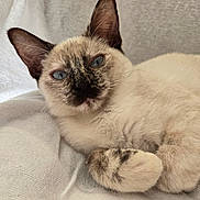 Angel is registered to the contest to win money with this photo: cat, siamese_cat, blue_eyes, pet, feline, animal, whiskers, ears, fur, resting, close_up, indoor, cozy, cute, mammal, portrait, soft_texture, relaxed, laying, domestic_animal