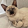 cat, siamese_cat, blue_eyes, pet, feline, animal, whiskers, ears, fur, resting, close_up, indoor, cozy, cute, mammal, portrait, soft_texture, relaxed, laying, domestic_animal