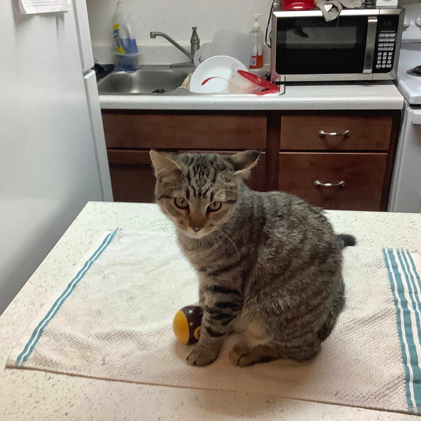 Speedy Elmo Shields joined the competition — help win amazing prizes! animal, appliance, cat, cooktop, device, diningtable, electricaldevice, furniture, homedecor, indoors, interiordesign, kitchen, microwave, oven, pet, plate, sink, sinkfaucet, table, wood