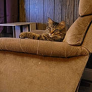 Peanut joined the competition — help win amazing prizes! cat, tabby, furniture, recliner, armrest, wood_paneling, indoor, pet, animal, cozy, carpet, curtain, side_table, relaxing, domestic_cat, fluffy, brown, beige, living_room, resting