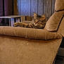 cat, tabby, furniture, recliner, armrest, wood_paneling, indoor, pet, animal, cozy, carpet, curtain, side_table, relaxing, domestic_cat, fluffy, brown, beige, living_room, resting