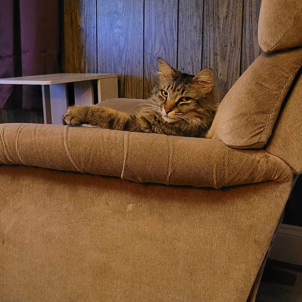 Peanut joined the competition — help win amazing prizes! animal, armrest, beige, brown, carpet, cat, cozy, curtain, domestic_cat, fluffy, furniture, indoor, living_room, pet, recliner, relaxing, resting, side_table, tabby, wood_paneling