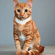 Polly is registered to the contest to win money with this photo: cat, orange_tabby, pet, animal, feline, sitting, curious, indoor, fur, whiskers, ears, tail, paws, portrait, domestic_animal, looking_at_camera, striped, young_cat, cute, calm