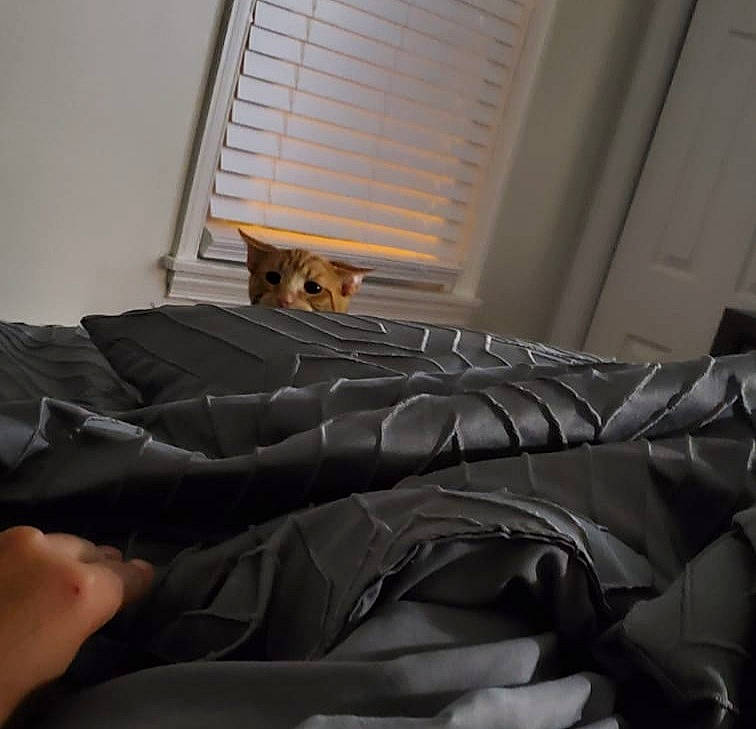 Juju is registered to the contest to win money with this photo: bed, bed_frame, building, carnivore, comfort, companion_dog, dog, fawn, felidae, floor, flooring, hardwood, linens, mammal, small_to_medium_sized_cats, textile, tints_and_shades, window, window_blind, wood