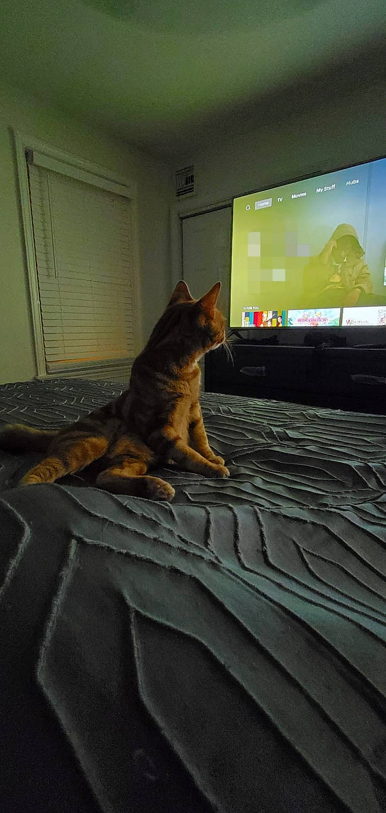 Juju joined the competition — help win amazing prizes! carnivore, cat, comfort, dog_breed, fawn, felidae, floor, flooring, fur, grey, hardwood, linens, output_device, room, small_to_medium_sized_cats, tail, tints_and_shades, whiskers, window, wood