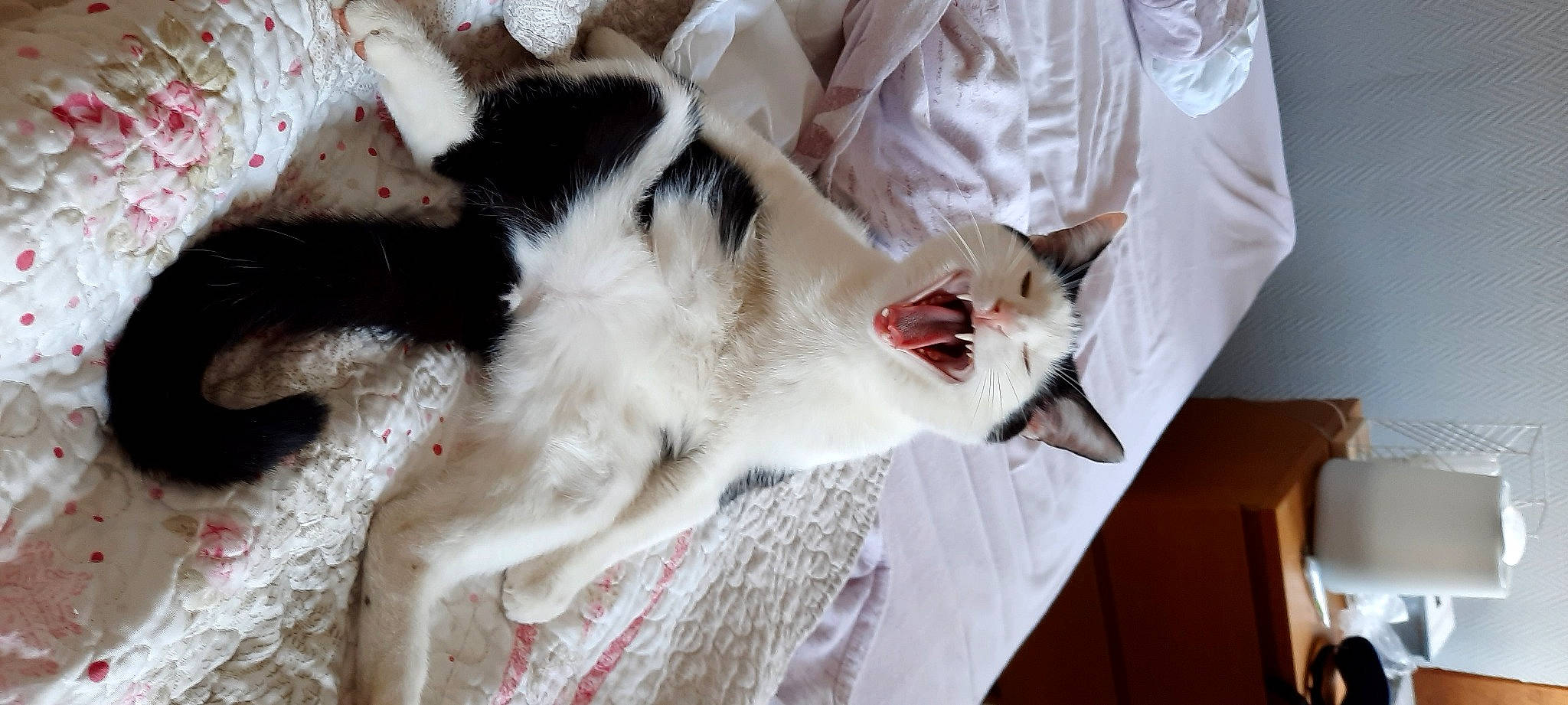 Augustin participe au concours pour gagner de l'argent avec cette photo : canidae, carnivore, cat, claw, comfort, domestic_short_haired_cat, fang, fawn, felidae, formal_wear, fur, linens, mammal, nap, paw, small_to_medium_sized_cats, sporting_group, tail, whiskers