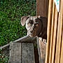 animal, box, bulldog, canine, crate, dog, doghouse, hardwood, hound, labradorretriever, lumber, path, pet, pitbull, plywood, pointer, puppy, slate, walkway, wood
